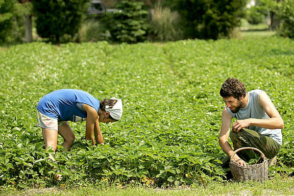 farmers-working-field-locally-grown-food