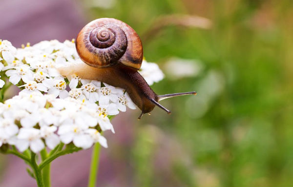 snail-flower-garden-cute