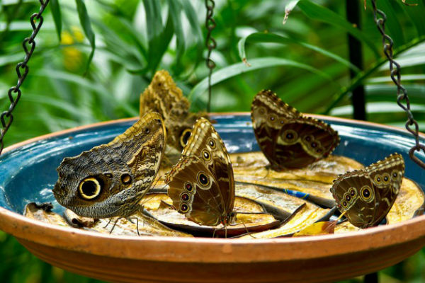 butterfly-feeder-fruit-garden